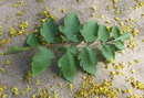 Koelreuteria paniculata